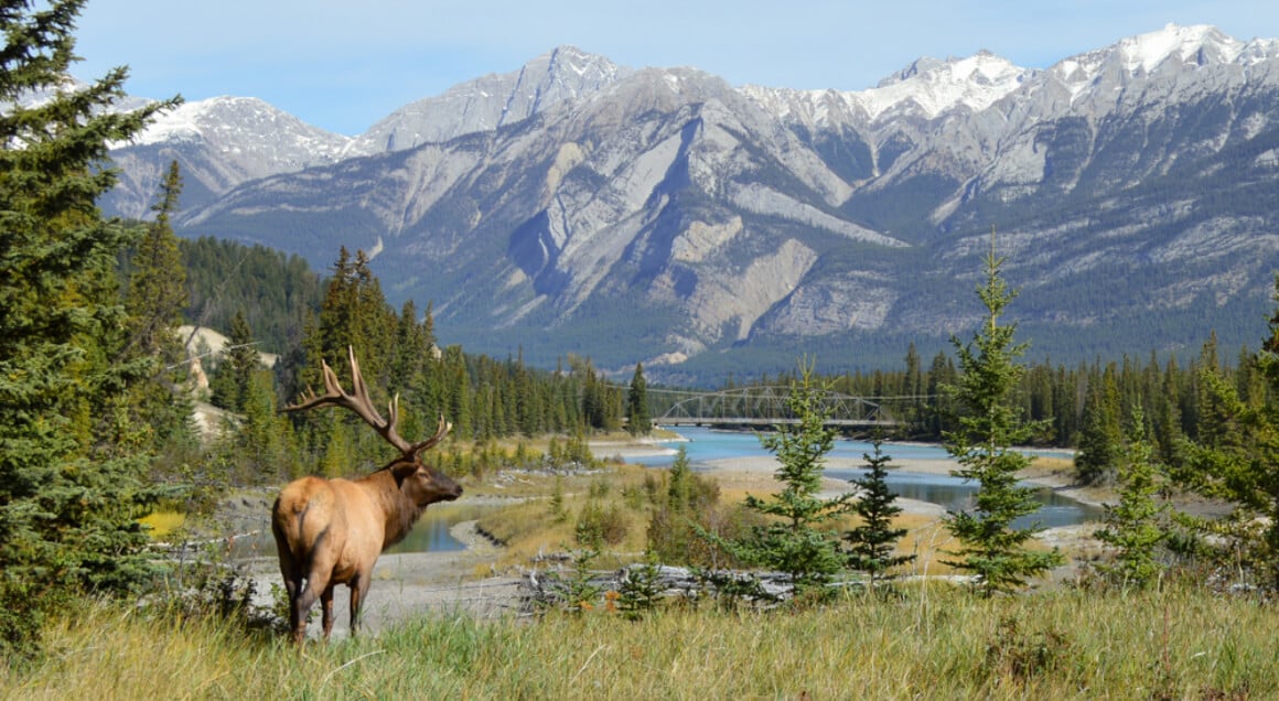 Elk in Jasper National Park