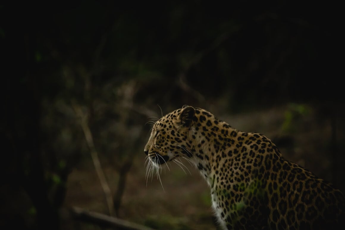 Gir National Park