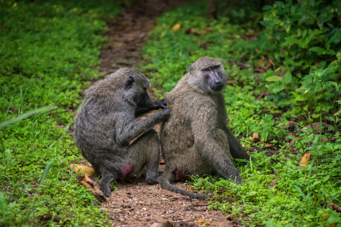 Gombe Stream National Park