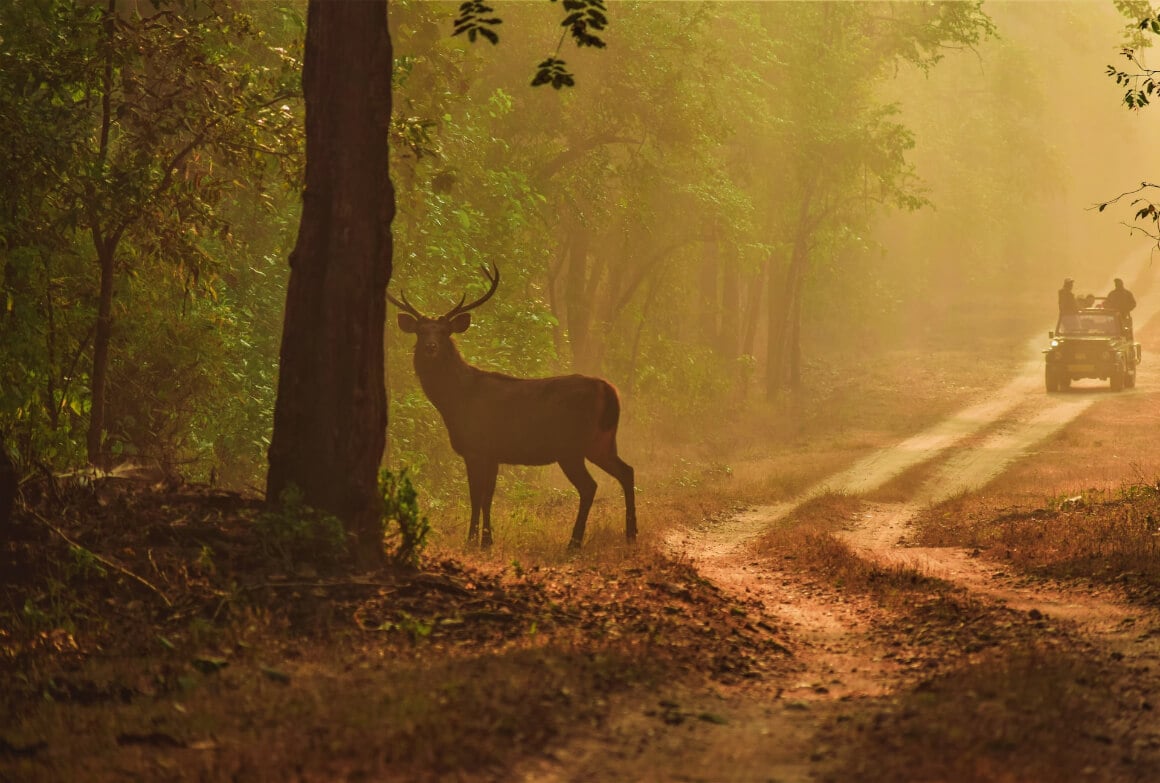 Kanha Kisli National Park India