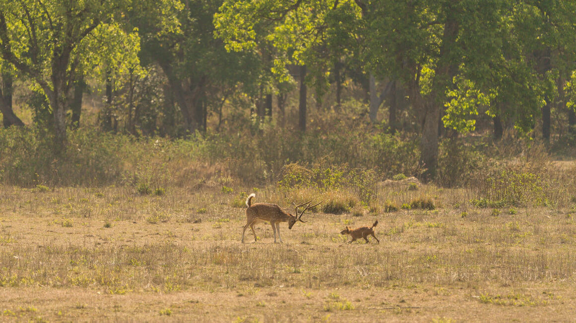 Kanha National Park