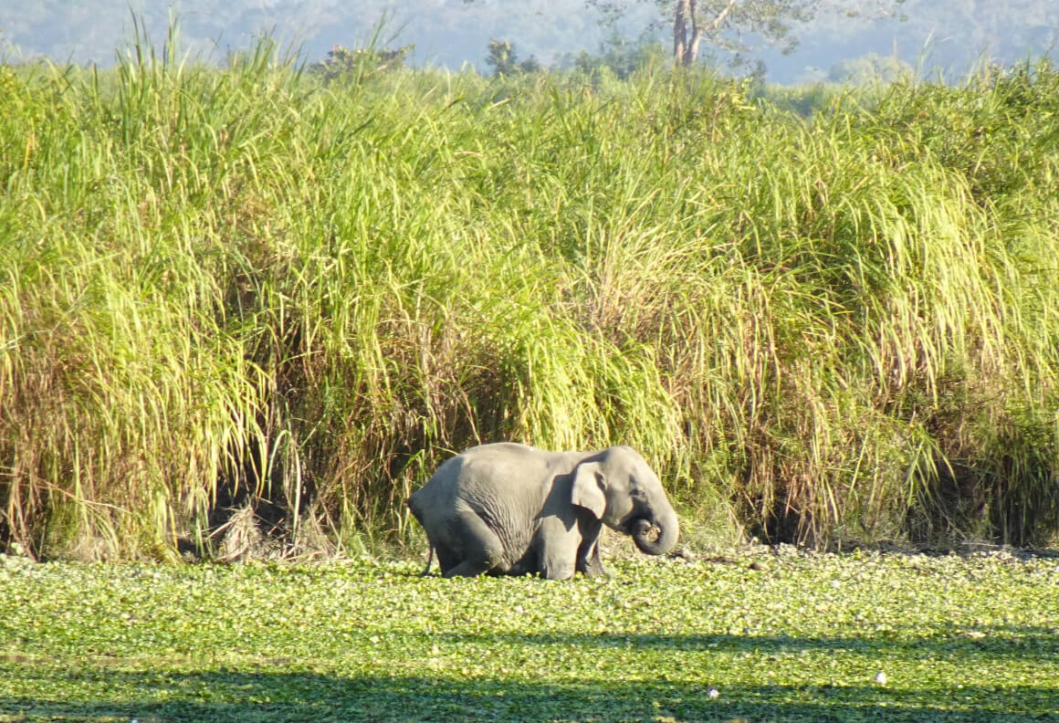 Kaziranga National Park