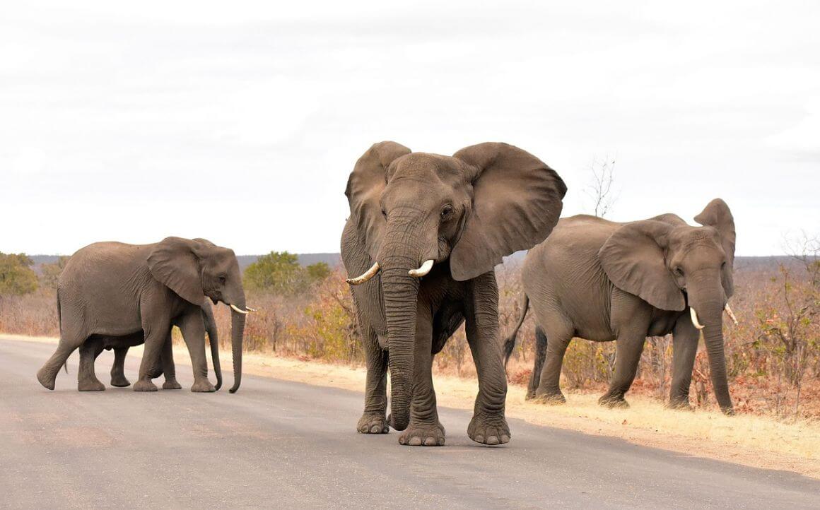 Kruger National Park 