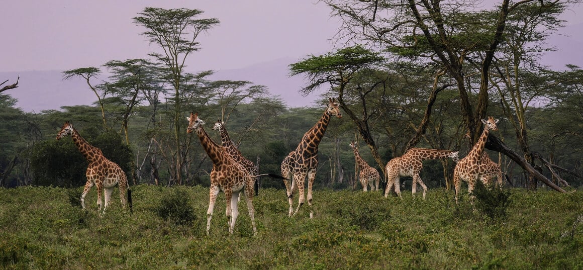 Lake Nakuru National Park