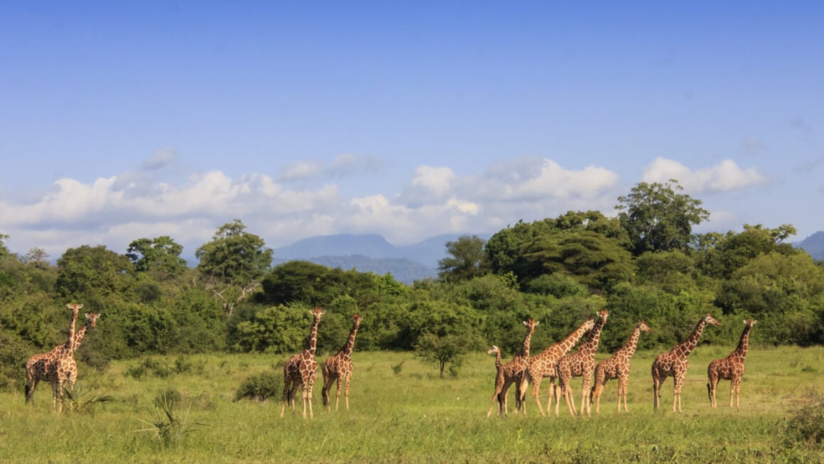 Meru National Park