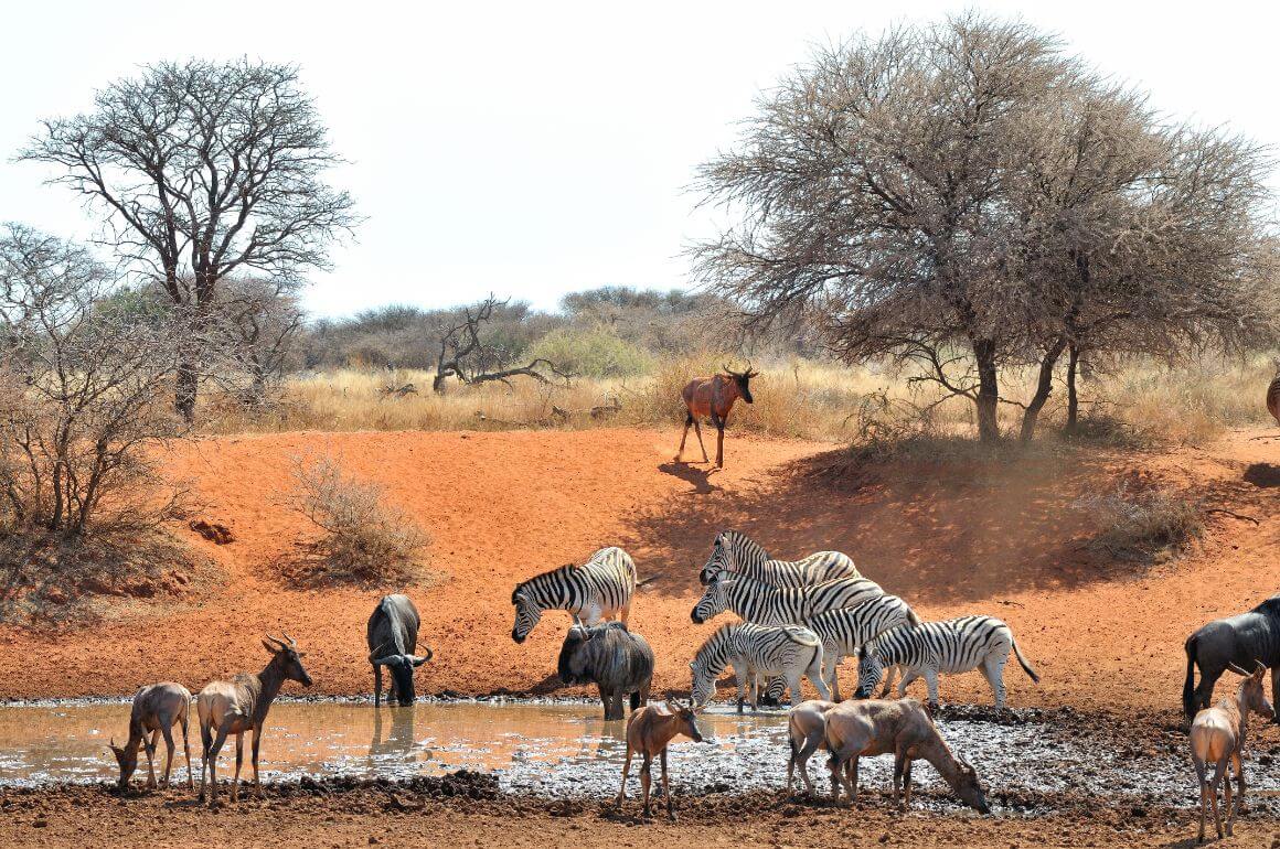 Mokala National Park 