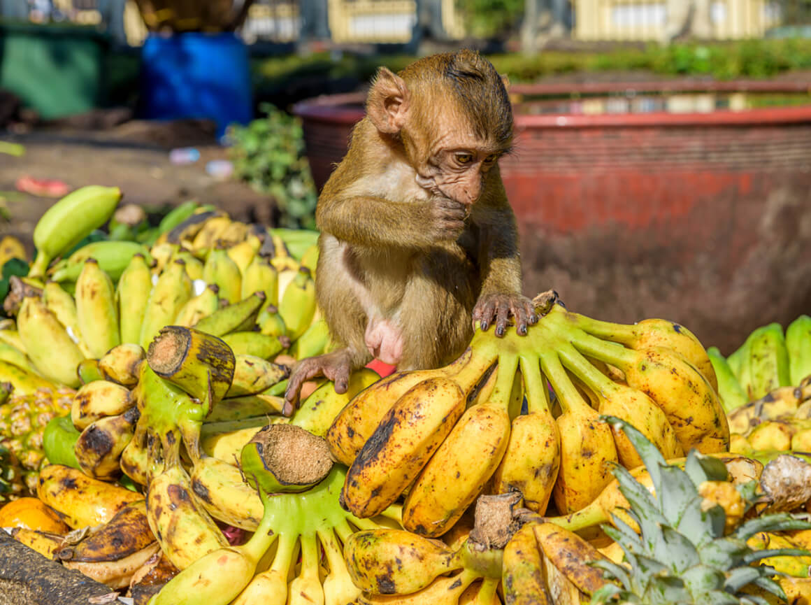 Monkey Buffet Festival