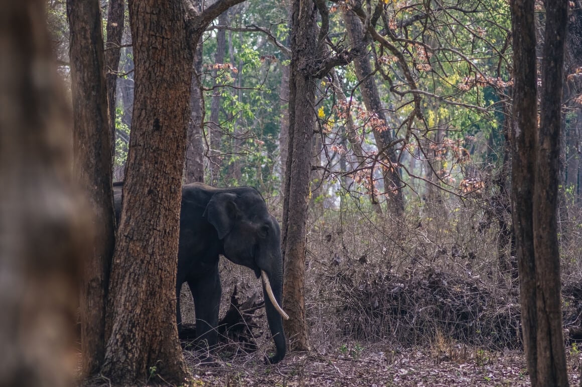 Nagarhole National Park