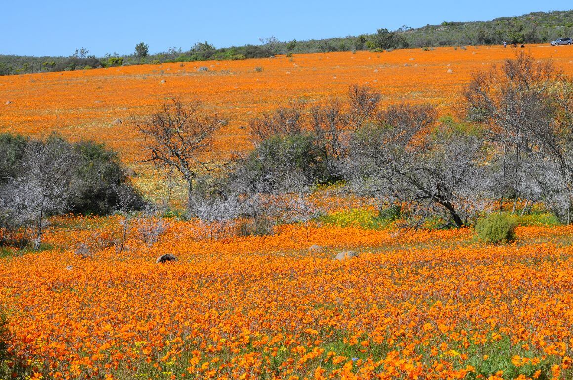 Namaqua National Park 