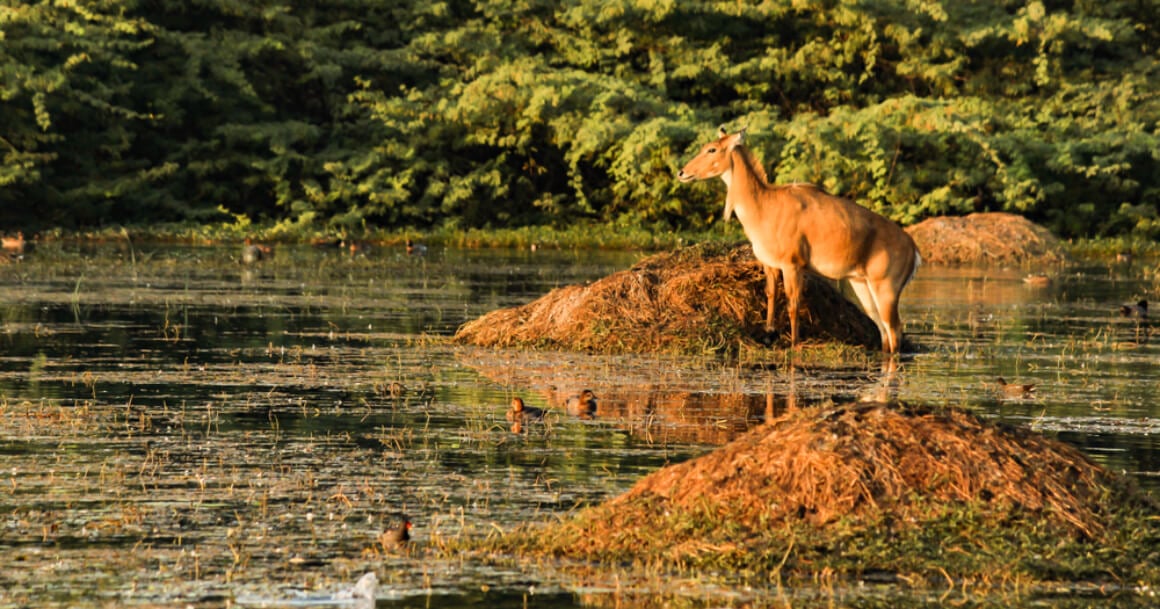 Sultanpur National Park