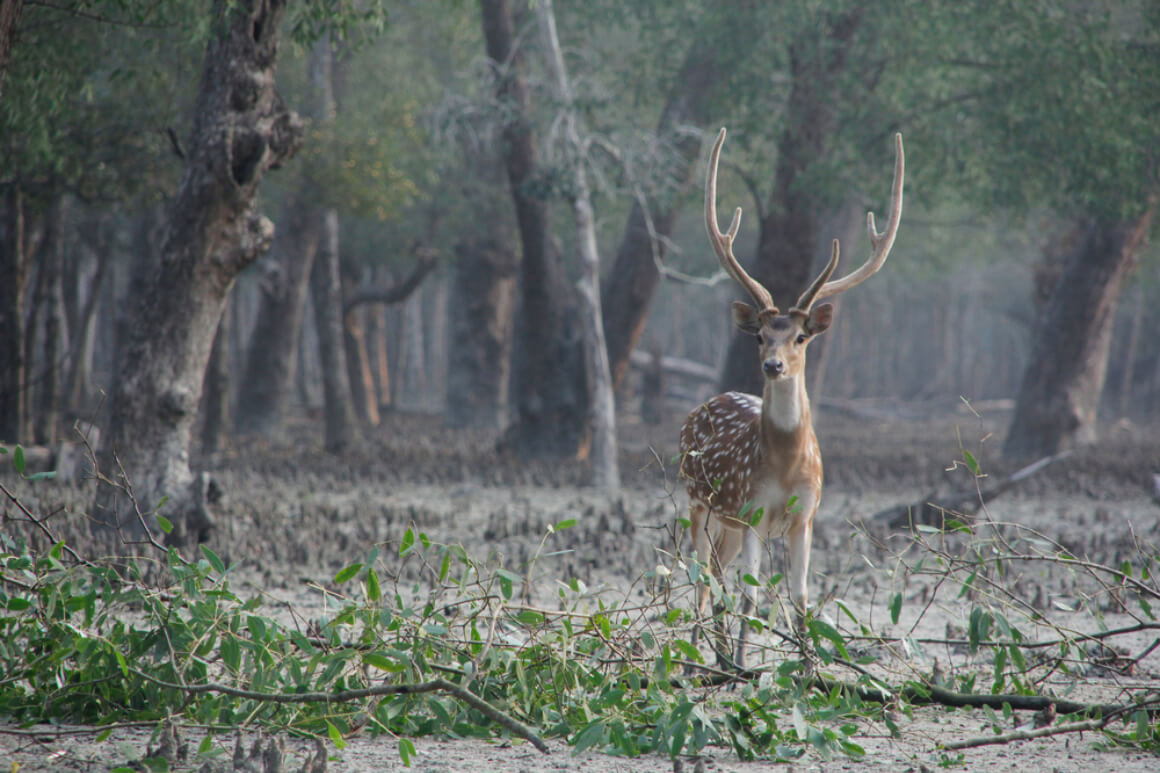 Sundarbans National Park India