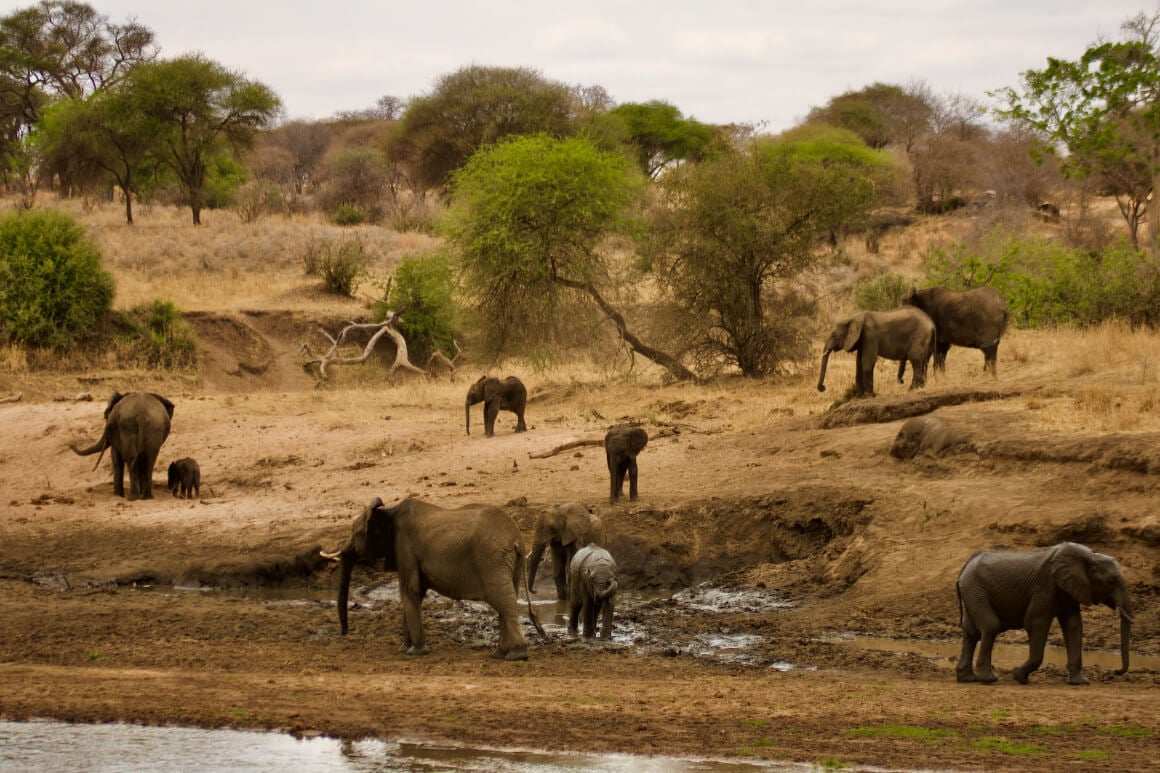 Tarangire National Park