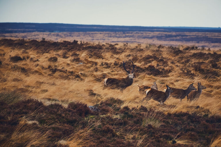 Where to Stay in Peak District (COOLEST Areas!)