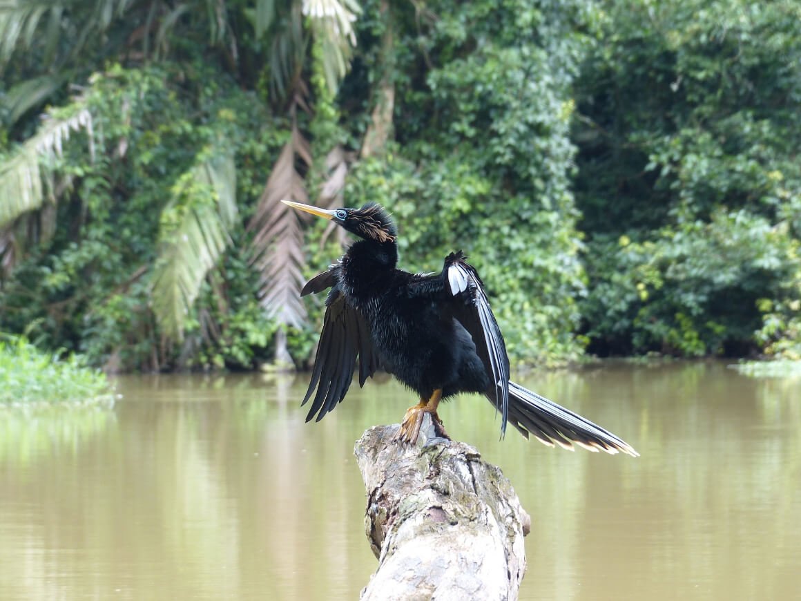 Tortuguero National Park