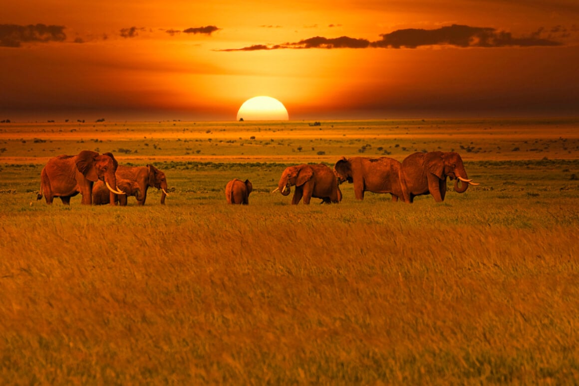 Tsavo East and Tsavo West National Park