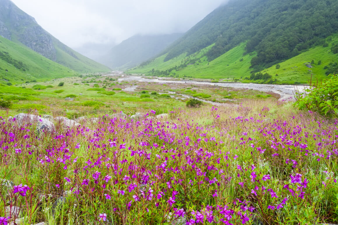 Valley of Flowers