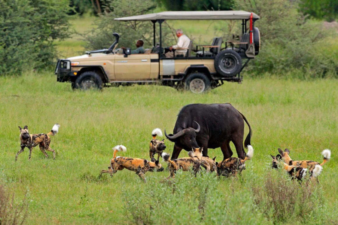 South Africa Safari