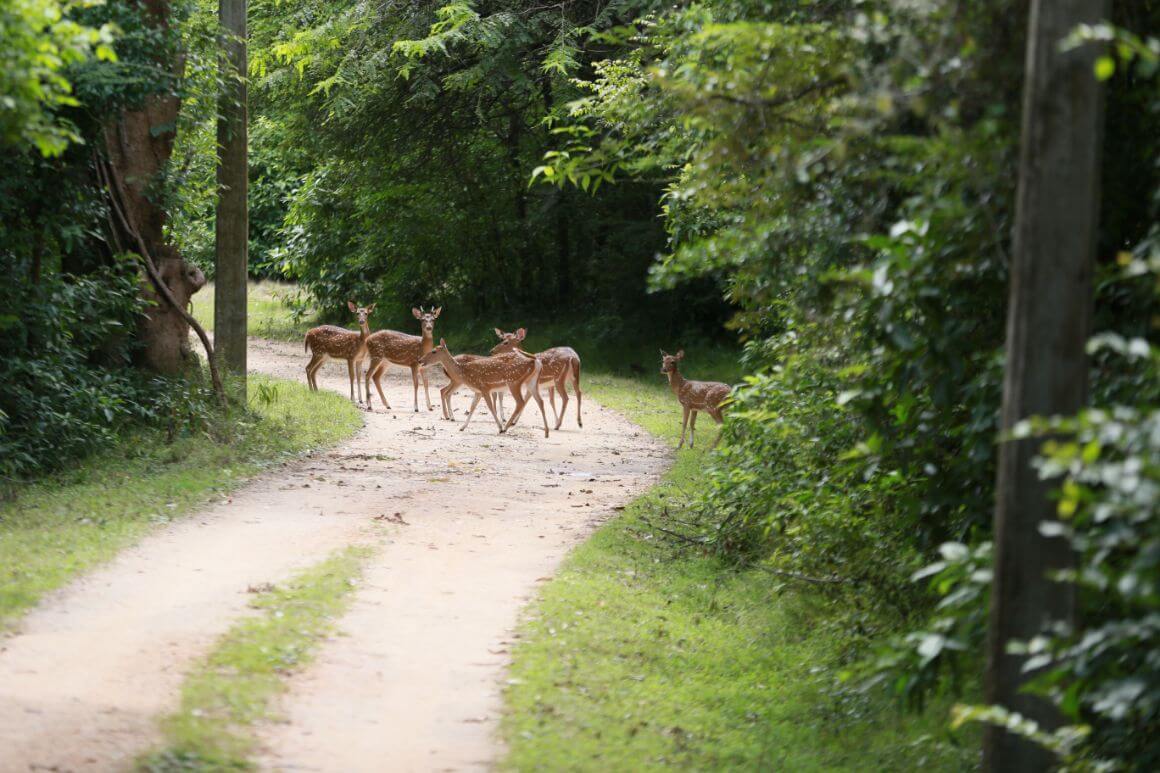 Angammedilla Park