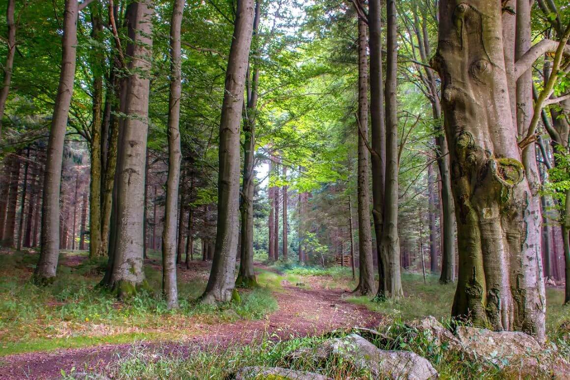 Bavarian Forest Germany