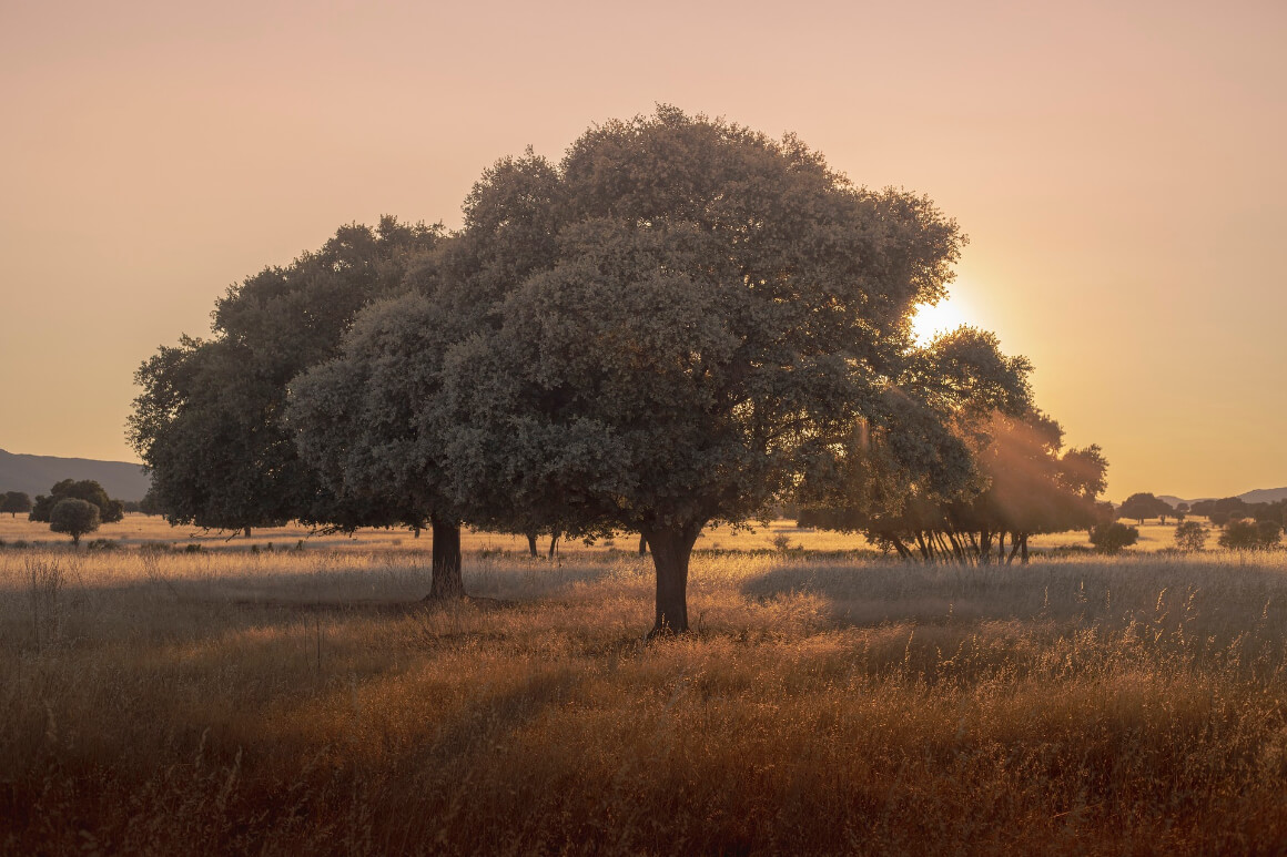 Cabaneros National Park Spain