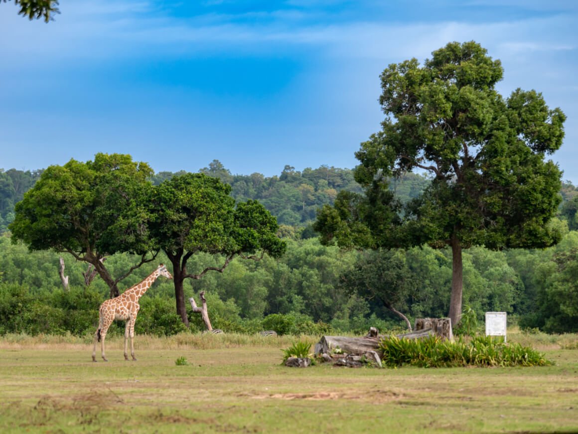 Calauit Safari Park Palawan