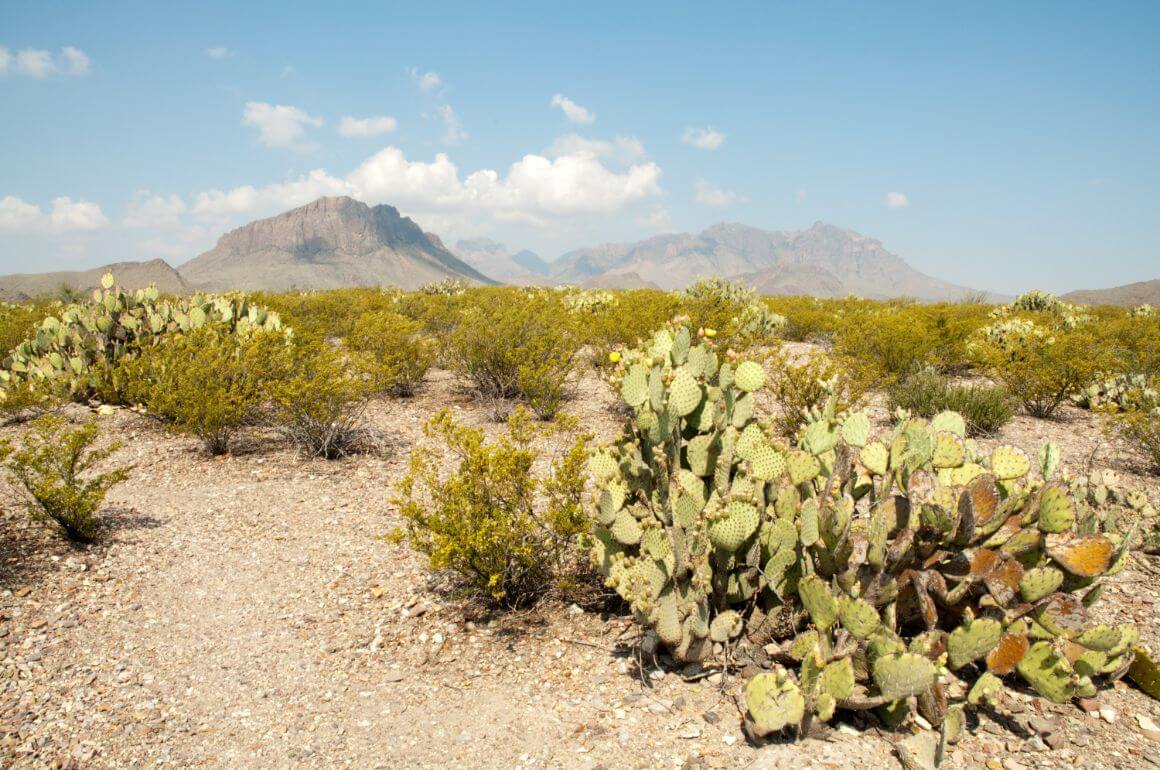 Chihuahuan Desert