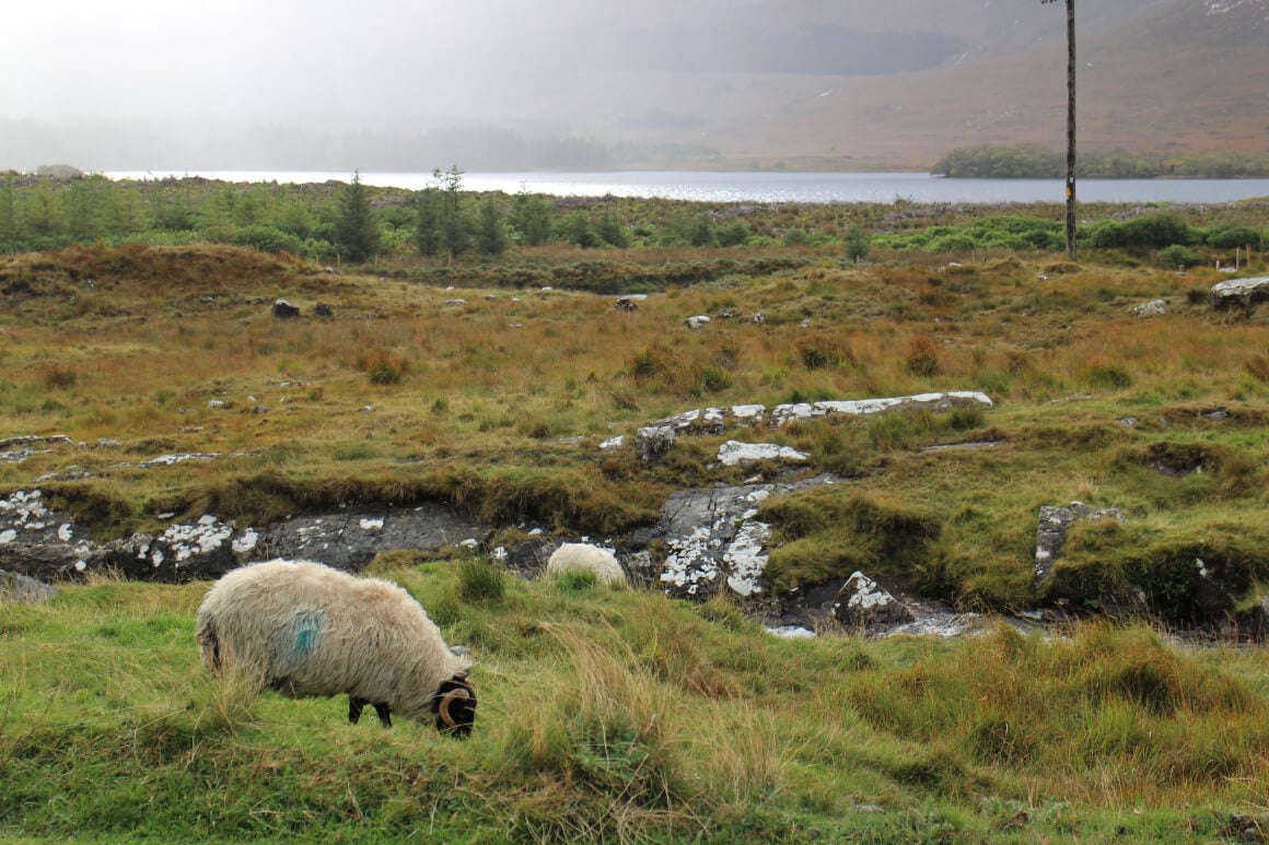 Connemara National Park