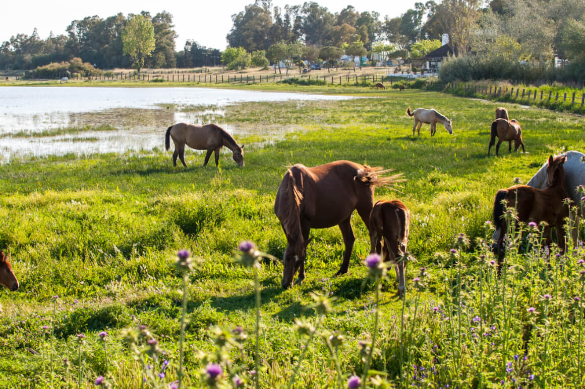 Doñana National Park