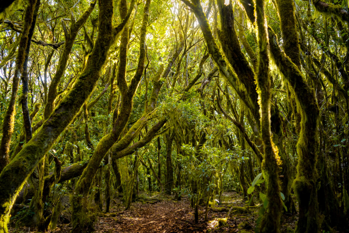 Garajonay National Park