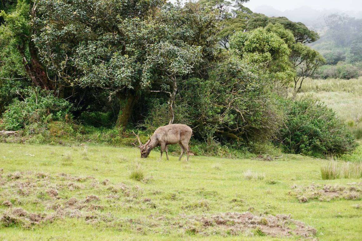 Horton Plains Park