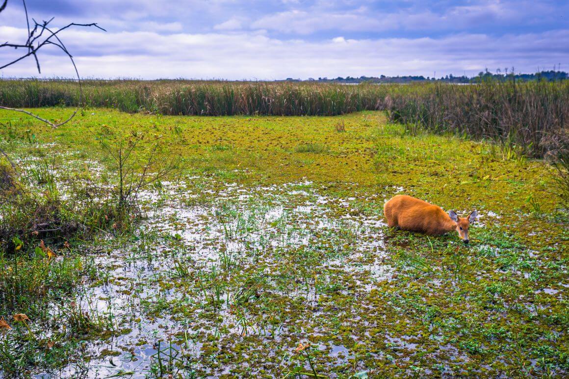 Ibera National Park