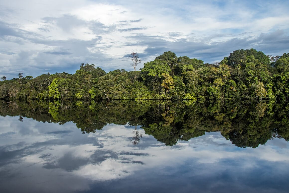 Jaú National Park