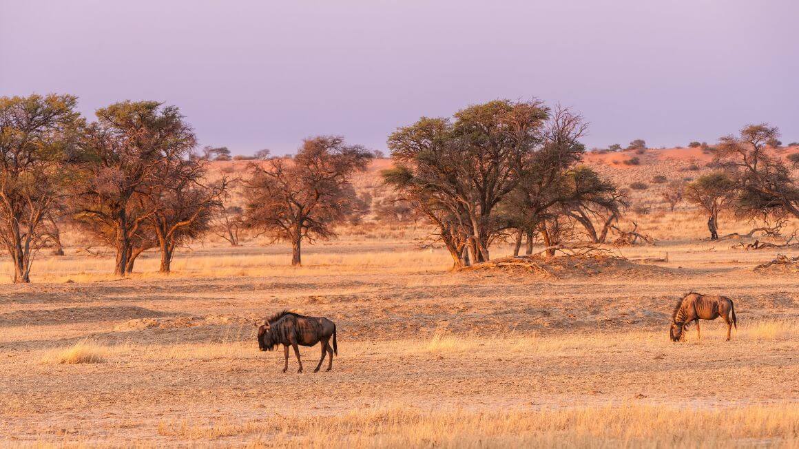 Kalahari Desert