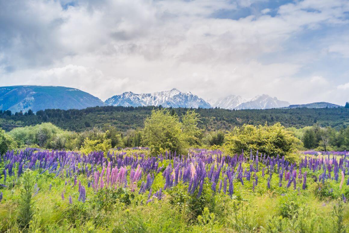 Los Alerces National Park