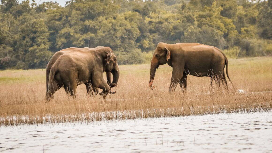 Maduru Oya National Park