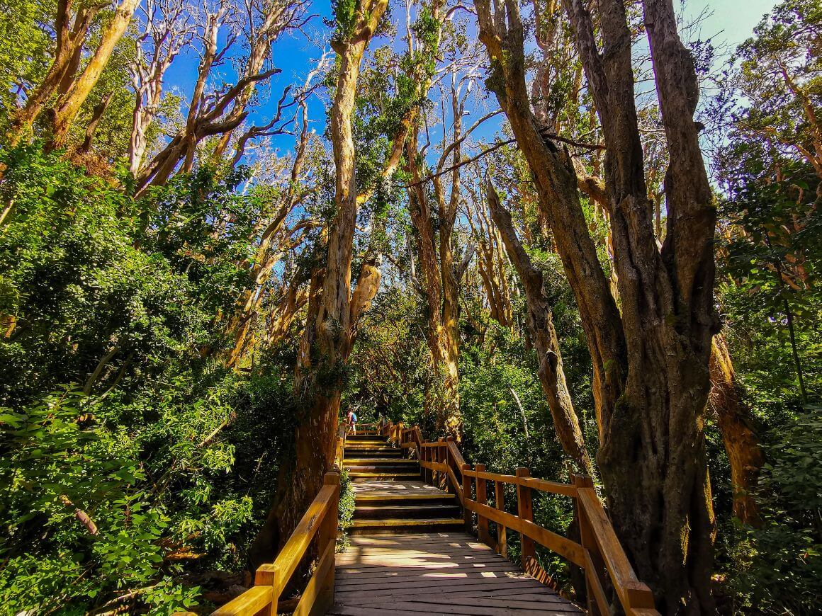 Nahuel Huapi and Los Arrayanes Park