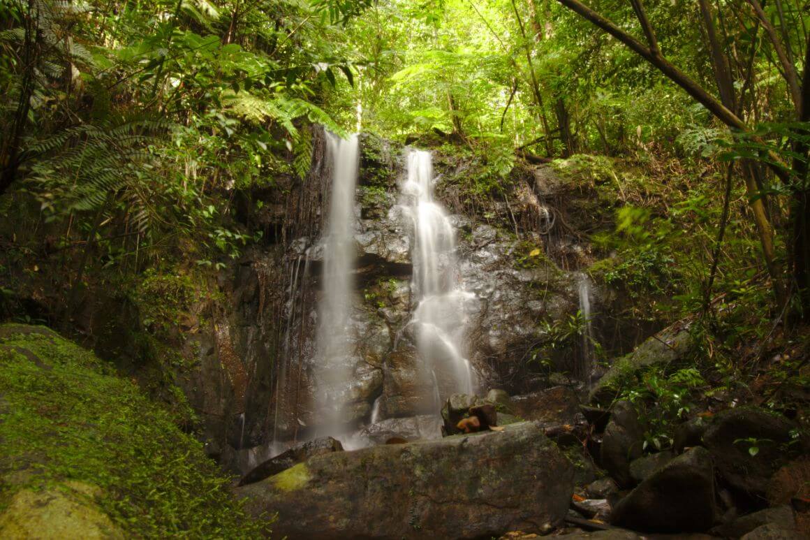 Sinharaja Forest