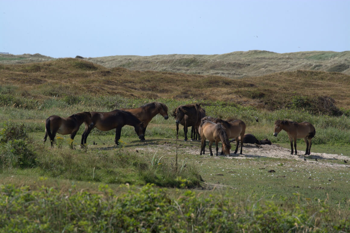 Texel National Park