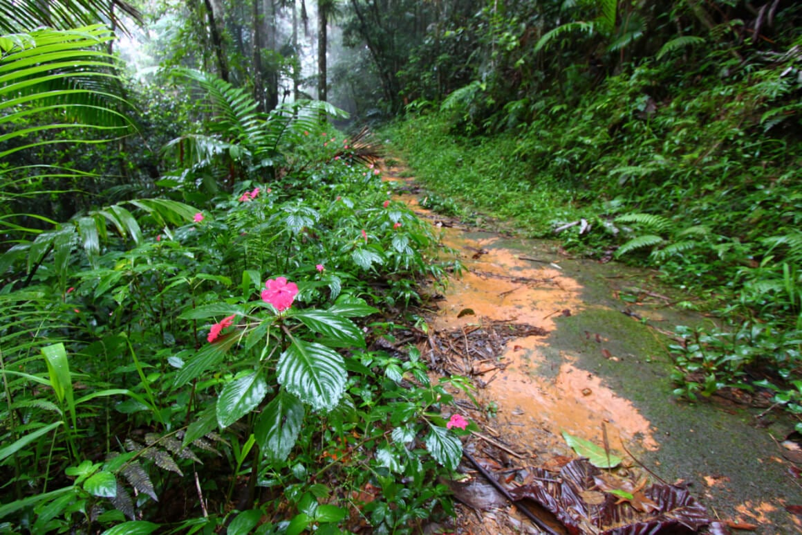 Toro Negro Forest Reserve