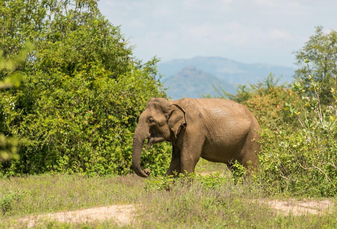 Elephant in Udawalawe National Park