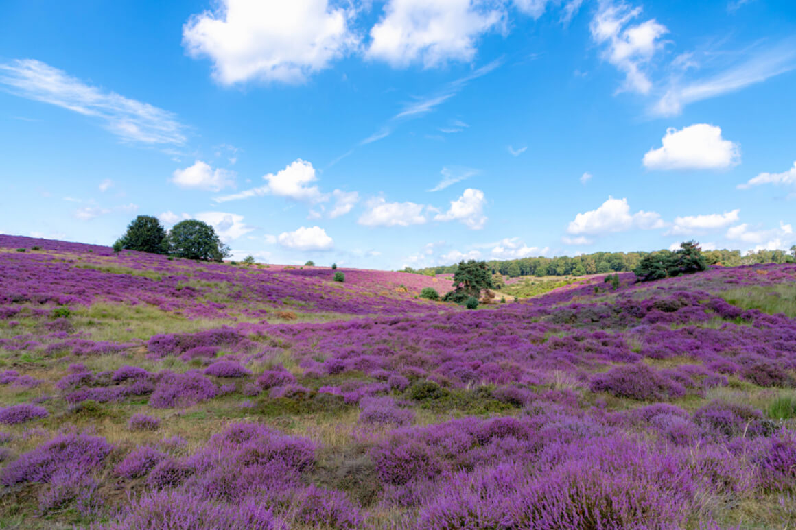 Veluwezoom National Park Netherlands