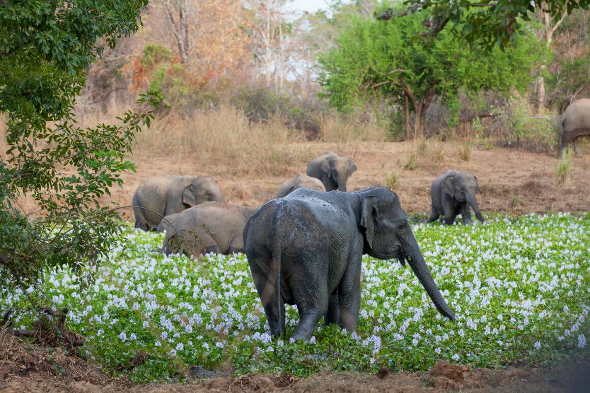 Wasgamuwa National Park