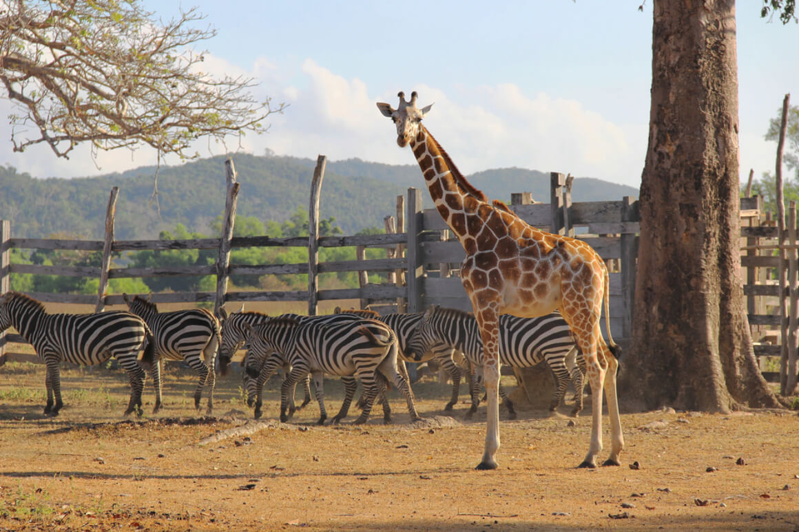 Calauit Safari Park