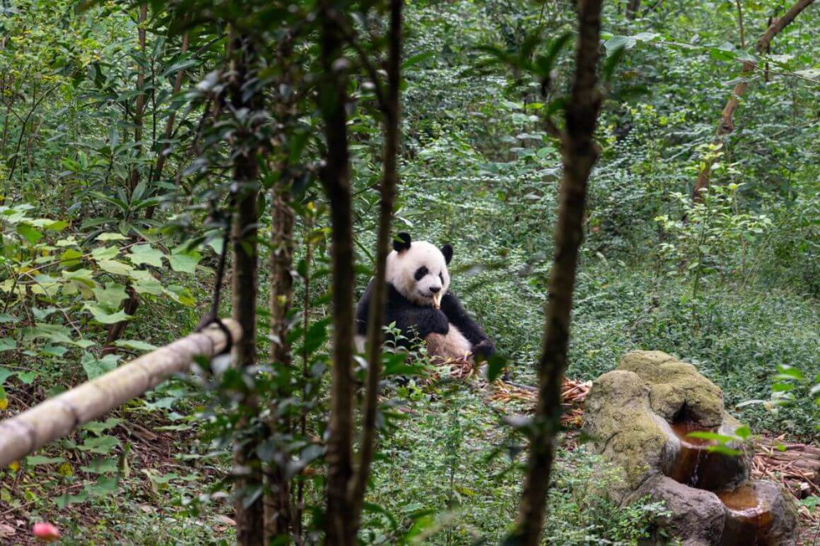 Giant Panda National Park