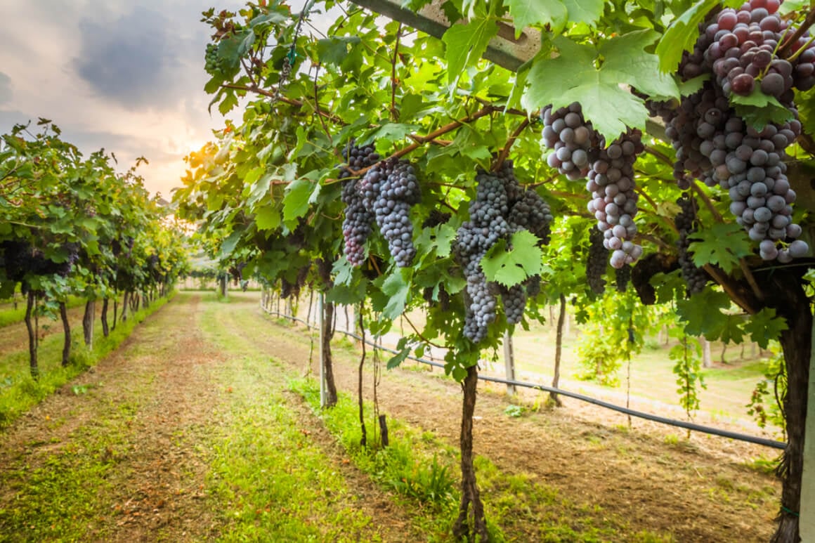 Grave Vineyard Napa Valley