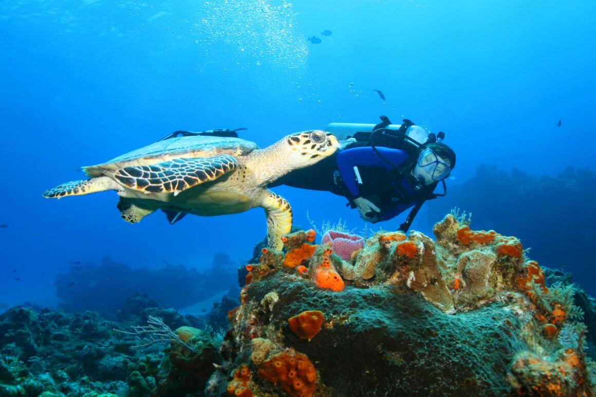 Hawksbill Turtle Cozumel