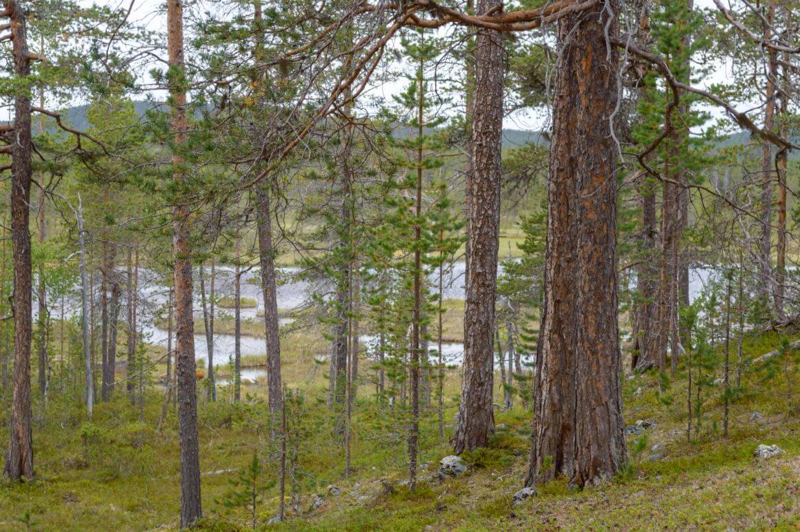 Lemmenjoki National Park