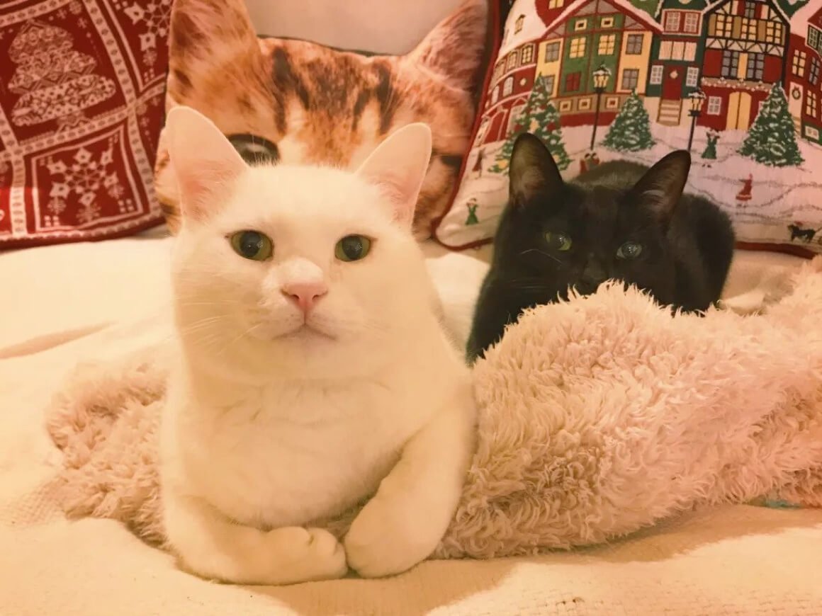 Two cats on a blanket at the Mad Cat Hostel in Osaka, Japan