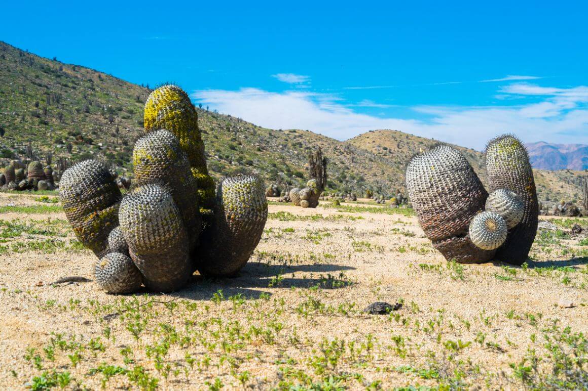 Pan de Azucar National Park