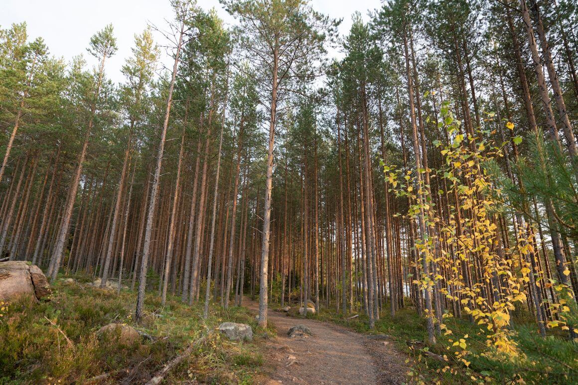 Repovesi National Park